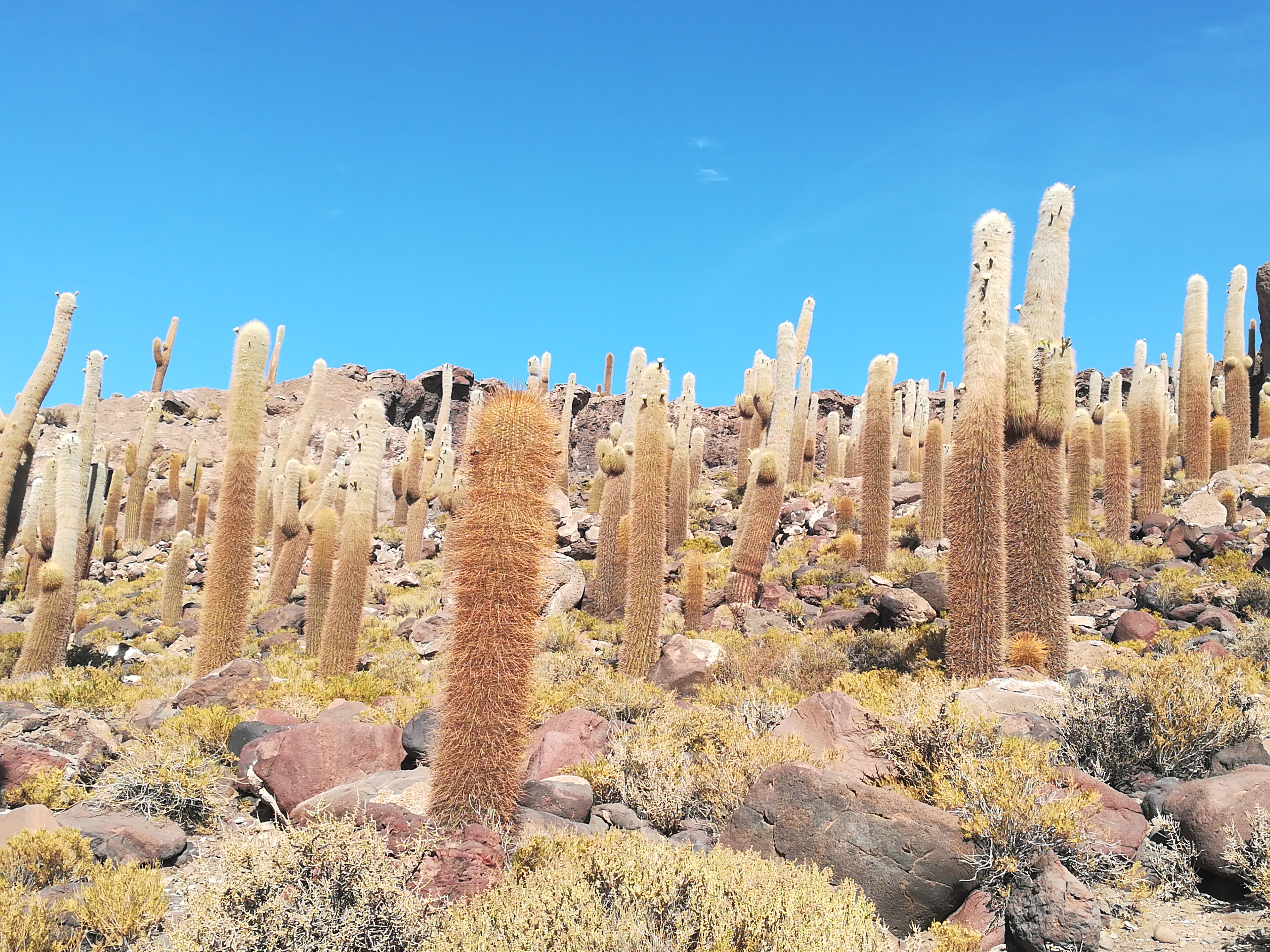 インカワシ島の巨大サボテン